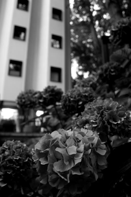 Hotel Tximista Estella Esterno foto